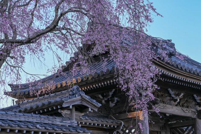 山田町正定寺のしだれ桜