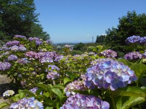 令和８年５月２９日、山之口あじさい公園のアジサイ開花状況です。公園全体は６割から７割ほど、開花しています。