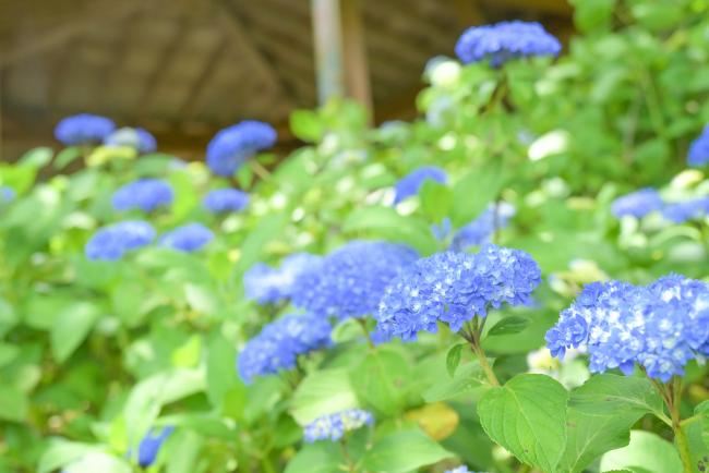 山之口あじさい公園