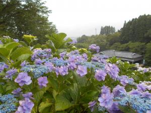 令和８年６月１９日、山之口あじさい公園のアジサイ開花状況です。