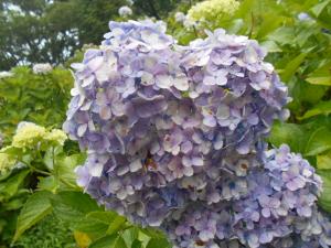 山之口あじさい公園全体の見頃は過ぎましたが、もうしばらく楽しめそうです。