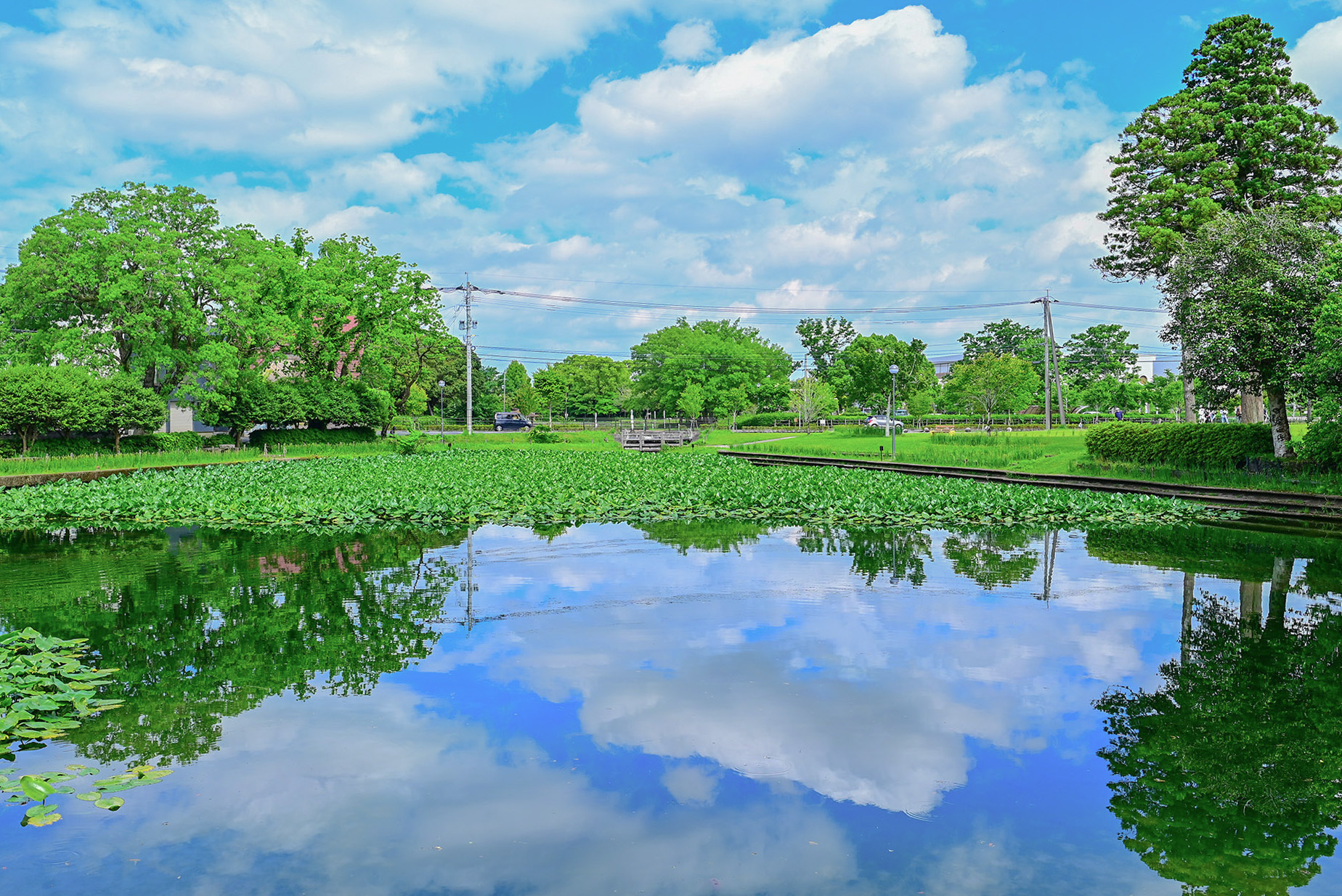 早水公園-蓮池のリフレクション
