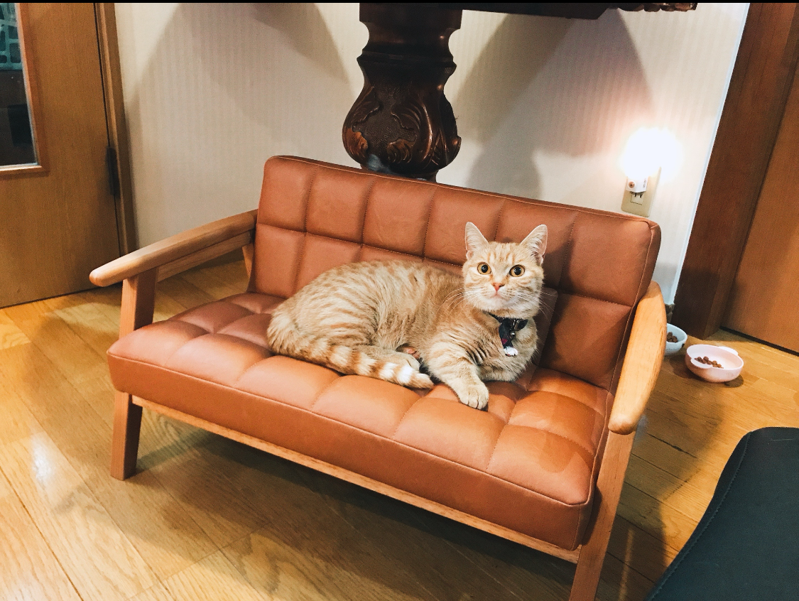 猫カフェの写真