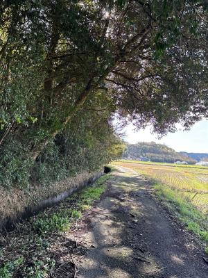 木陰道