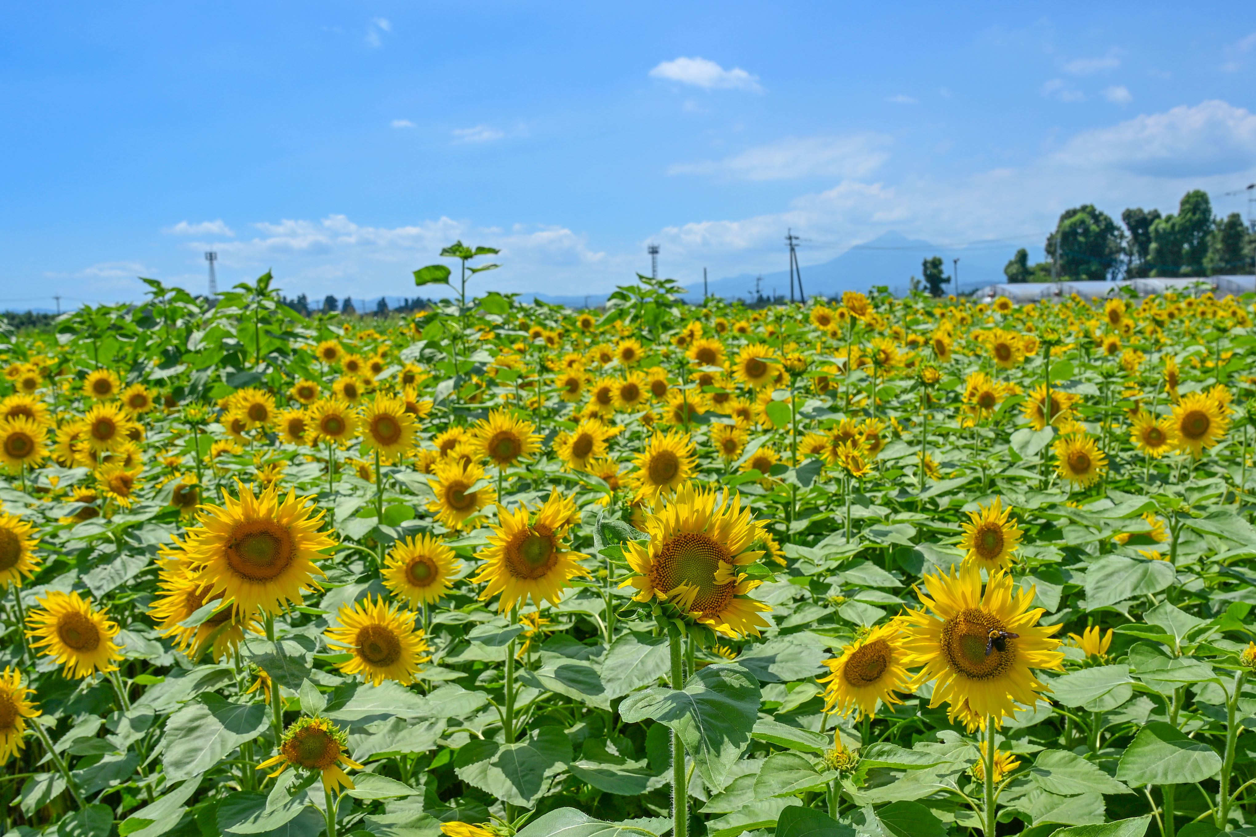 ひまわり畑（高城町大井出）-１枚目-