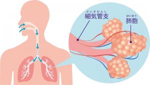 気管支と肺胞のイラスト