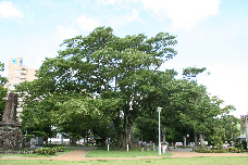 神柱公園のケヤキ