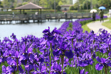 早水公園のアヤメ