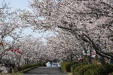 一堂ヶ丘公園のサクラ