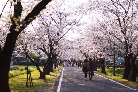 都城市内の桜の名所 宮崎県都城市ホームページ