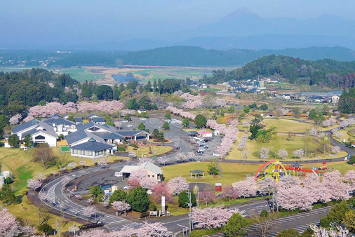 高城観音池公園の桜の画像