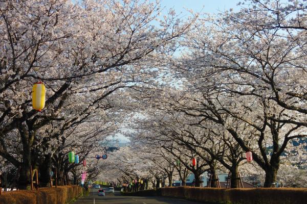 公園内の桜並木