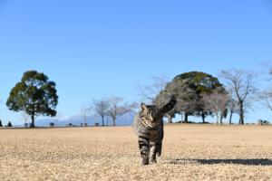 母智丘公園くまそ広場-5枚目-
