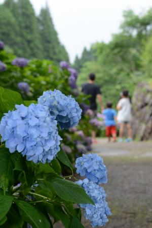 山之口あじさい公園-1枚目-