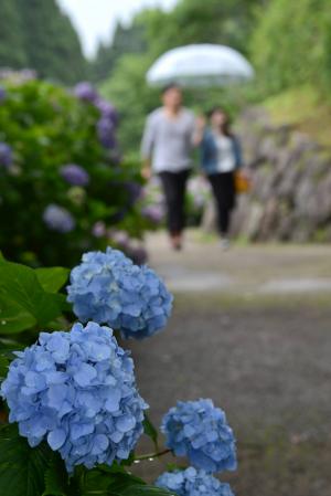 山之口あじさい公園-2枚目-