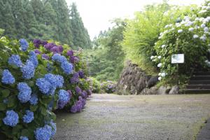 山之口あじさい公園-4枚目-