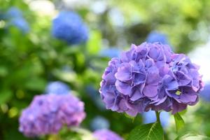 山之口あじさい公園-8枚目-