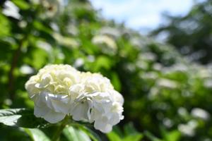 山之口あじさい公園-11枚目-