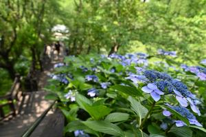 山之口あじさい公園-17枚目-
