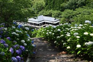 山之口あじさい公園-18枚目-