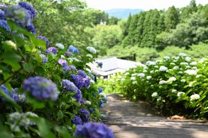 山之口あじさい公園-19枚目-