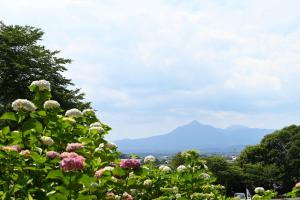 山之口あじさい公園-20枚目-