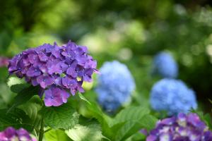 山之口あじさい公園-21枚目-