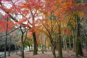 青井岳自然公園-2枚目-