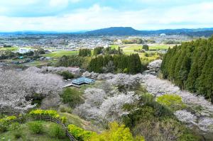 山之口あじさい公園（桜）