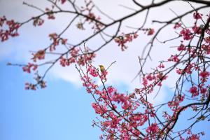 神柱神社の寒桜と鶯