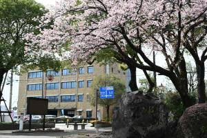 旧図書館と寒桜