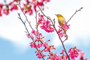 神柱公園の寒緋桜