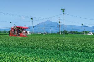 茶畑と霧島山