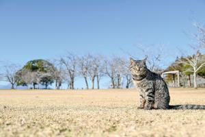 さくら猫