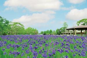 早水公園あやめ園