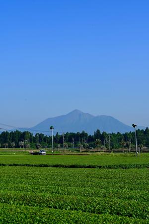 茶畑と霧島山（広報都城令和７年６月号表紙）