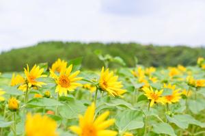 南部ふれあい広場ひまわり-3枚目-