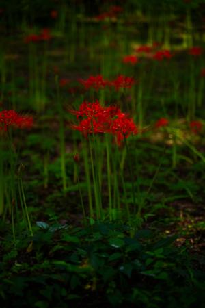 彼岸花（江平小学校）-2枚目-