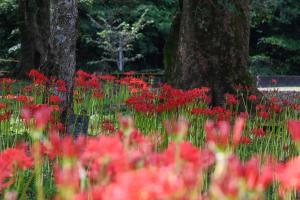 彼岸花（江平小学校）-3枚目-