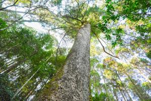 石風呂のモミ-2枚目-