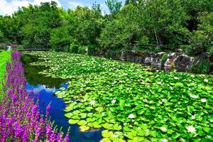 蓮池（児玉池）-4枚目-