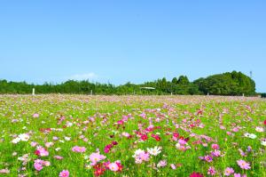 南部ふれあい広場コスモス-1枚目-