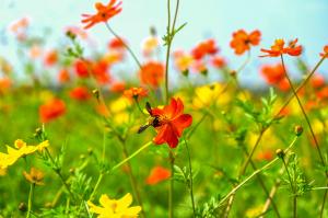 南部ふれあい広場コスモス-2枚目-