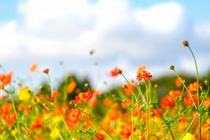 南部ふれあい広場コスモス-3枚目-