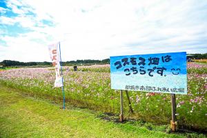 南部ふれあい広場コスモスまつり-2枚目-