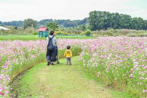 南部ふれあい広場コスモス畑まつり-3枚目-