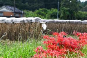 実る稲穂と彼岸花-2枚目-