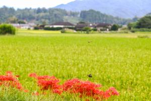 実る稲穂と彼岸花-1枚目-