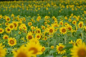 南部ふれあい広場ひまわり-4枚目-