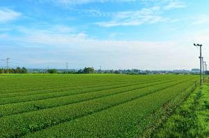 茶畑(梅北町)